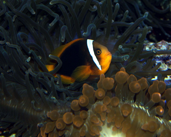 Amphiprion frenatus