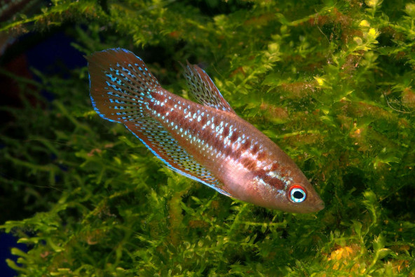 Trichopsis pumila